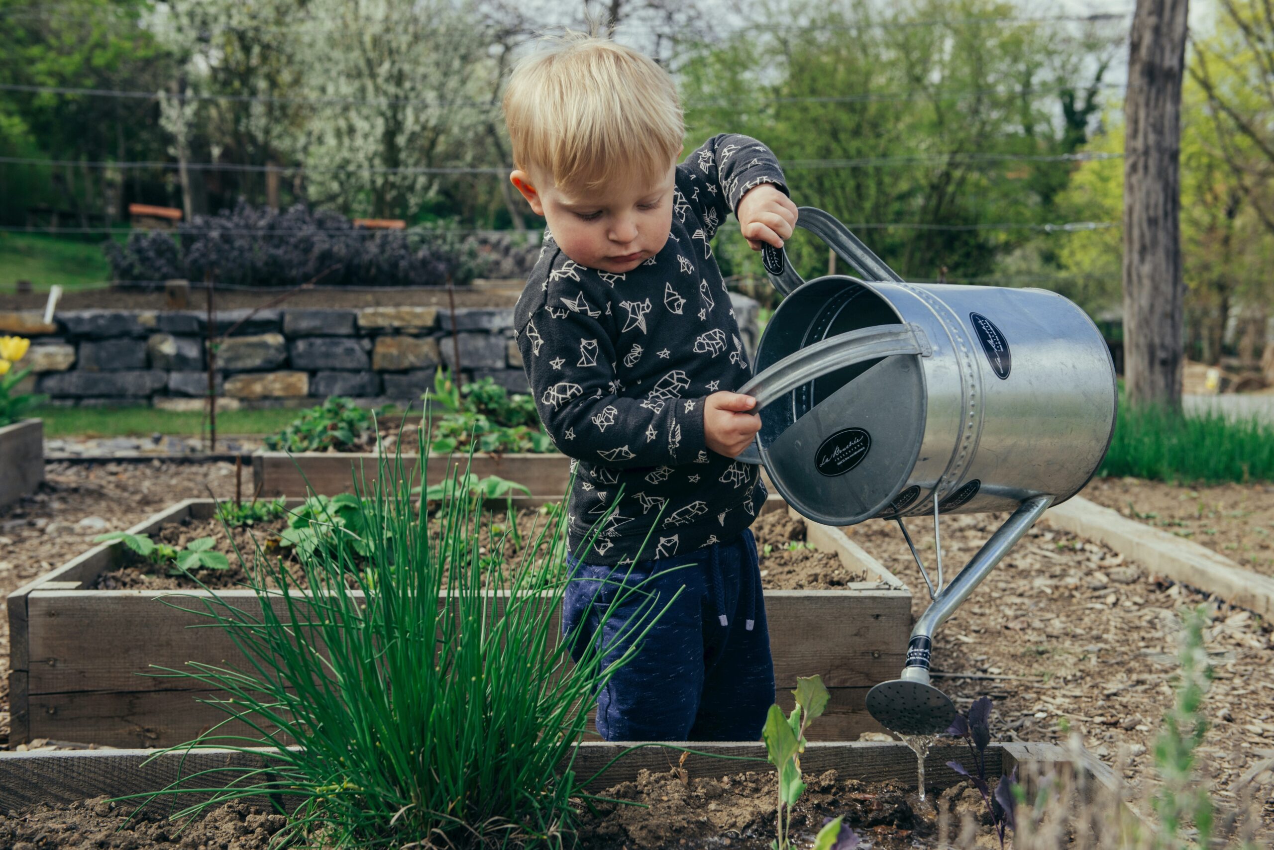 bambino che fa giardinaggio annaffiando piantine in un orto con un annaffiatoio di metallo