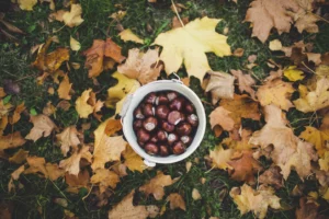 castagne raccolte in un cestino con sfondo di sfoglie cadute